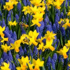 Jetfire Daffodil & Grape Hyacinth Mixed Bulbs - Vibrant Spring Garden Display