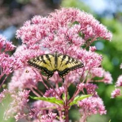 Joe Pye Weed