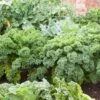 Blue Curled Scotch Kale Seeds - Vates Heirloom Cold-Hardy Vegetable