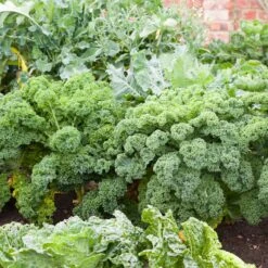 Blue Curled Scotch Kale Seeds - Vates Heirloom Cold-Hardy Vegetable