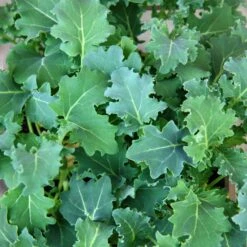 Premier Kale Seeds: High-Yielding Heirloom Variety for Cool Climates