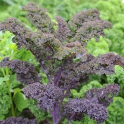 Kale Seeds - Scarlet