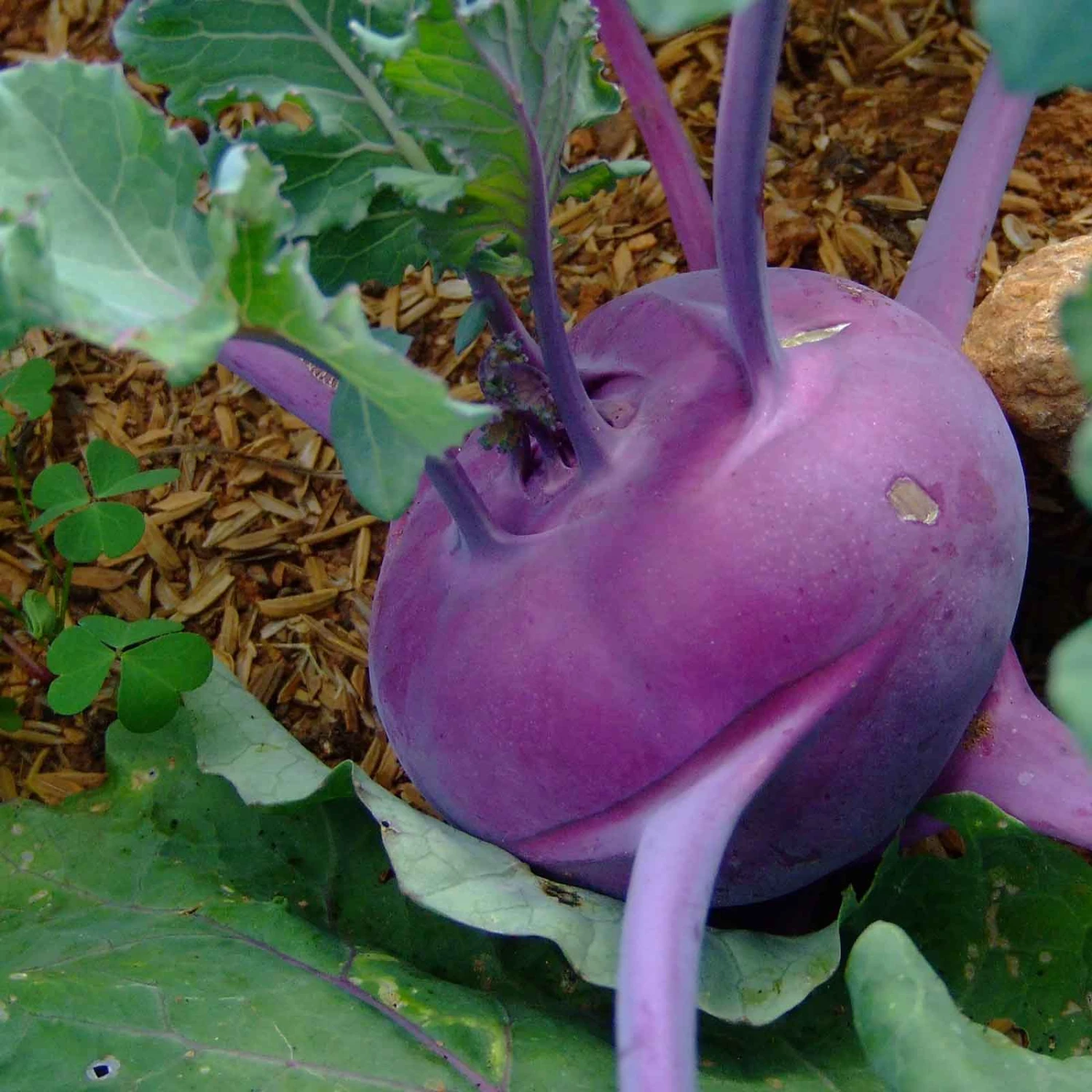 Purple Vienna Kohlrabi Seeds - Heirloom Vegetable Garden Seeds 2 Purple Vienna Kohlrabi Seeds - Heirloom Vegetable Garden Seeds - Image 2