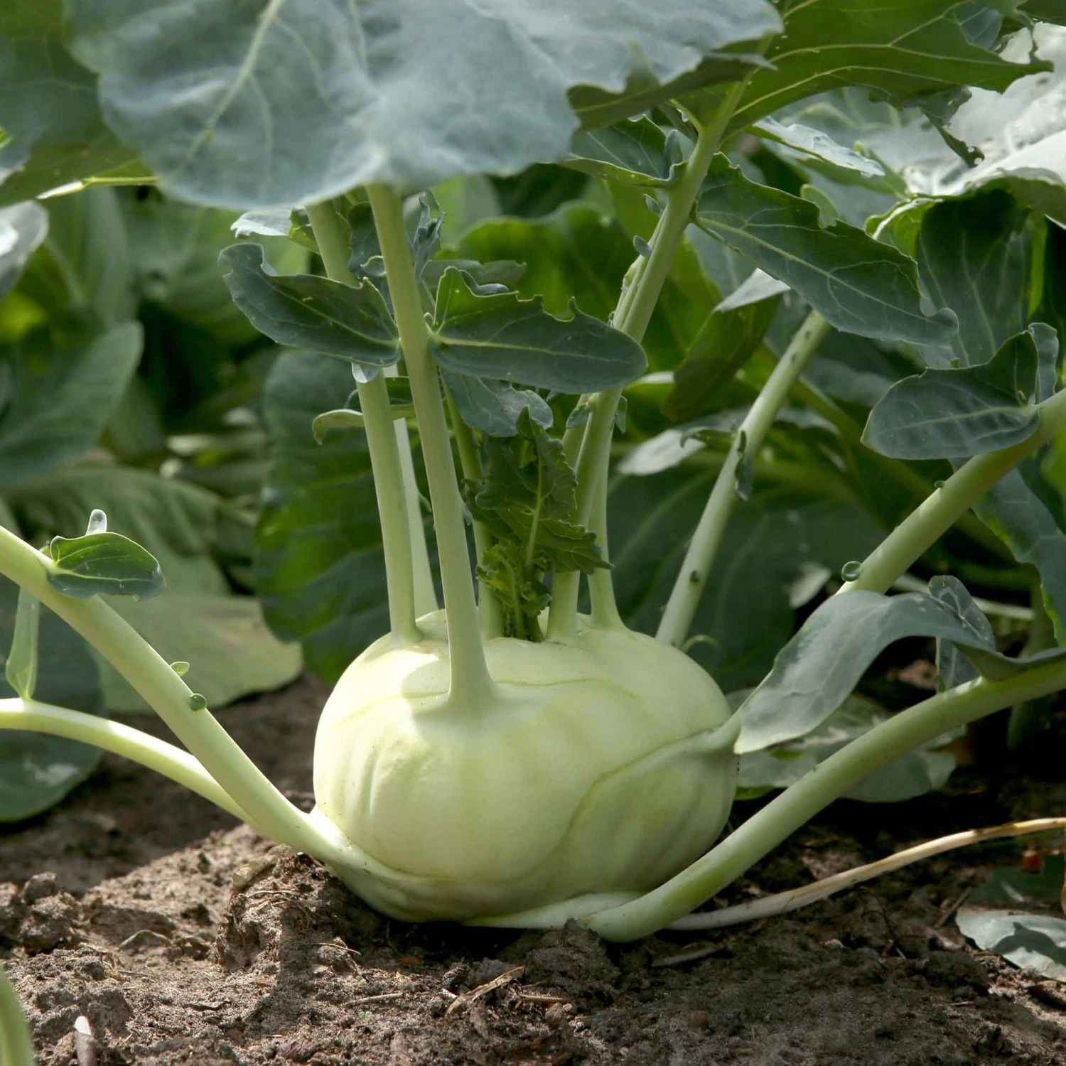 Heirloom White Vienna Kohlrabi Seeds - Cold Hardy Vegetable 2 Heirloom White Vienna Kohlrabi Seeds - Cold Hardy Vegetable - Image 2