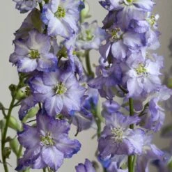 Fancy Purple Picotee Larkspur Seeds - Stunning 4-Foot Bicolor Delphinium