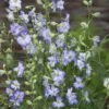Frosted Skies Larkspur Seeds - Hardy Lavender and Icy Blue Flower Spikes