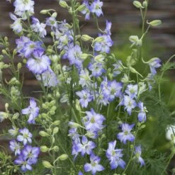 Frosted Skies Larkspur Seeds - Hardy Lavender and Icy Blue Flower Spikes