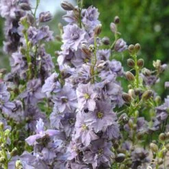Misty Lavender Larkspur Seeds - Fast-Growing 3-Foot Tall Floral Spires