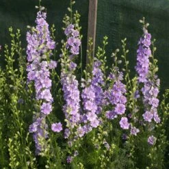 QIS Light Blue Larkspur Seeds - Sturdy Double Blossoms for Cut Gardens