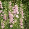 Premium QIS Light Pink Larkspur Seeds for Cut Flower Gardens