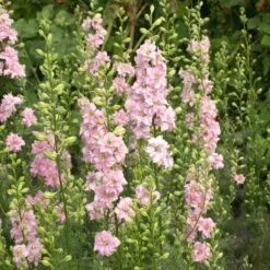 Premium QIS Light Pink Larkspur Seeds for Cut Flower Gardens