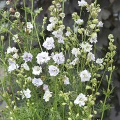 Fancy Smokey Eyes Larkspur Seeds - Elegant 4ft Tall Vertical Garden Blooms