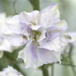 Fancy Smokey Eyes Larkspur Seeds - Elegant 4ft Tall Vertical Garden Blooms -Eden Brothers Shop larkspur smokey eyes tai 3