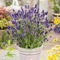 Lavender Seeds - Ellagance Purple 5 Lavender Seeds - Ellagance Purple -Eden Brothers Shop lavender ellagance purple noa 1