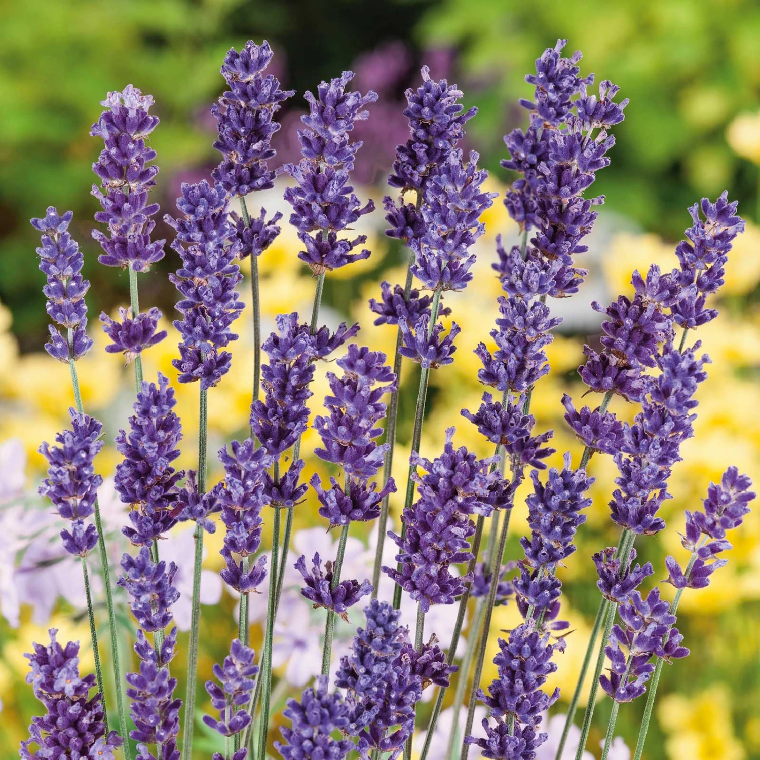 Lavender Seeds - Ellagance Purple 1 Lavender Seeds - Ellagance Purple