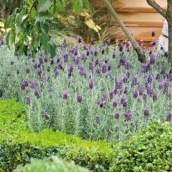 Bandera Purple Spanish Lavender Seeds - Fragrant Rabbit Ear Flowers
