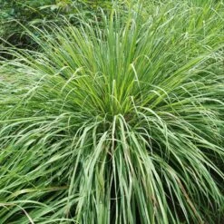 Lemongrass Seeds - West Indian -Eden Brothers Shop lemongrass west indian shk 3