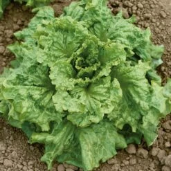 Black Seeded Simpson Lettuce Seeds - High-Yield Heirloom Leaf Lettuce
