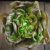 Bronze Mignonette Heirloom Lettuce Seeds - Heat-Tolerant & Slow to Bolt