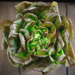 Bronze Mignonette Heirloom Lettuce Seeds - Heat-Tolerant & Slow to Bolt