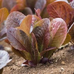 Cimmarron Heirloom Romaine Lettuce Seeds - Deep Bronze Leaves