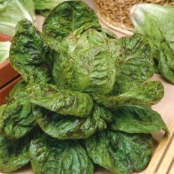 Freckles Romaine Lettuce Seeds - Crisp Heirloom Vegetable Seeds