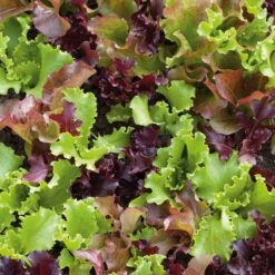 Lettuce Seeds - Gourmet Salad Blend