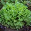 Grand Rapids TBR Lettuce Seeds - Heat-Resistant Heirloom Leafy Greens
