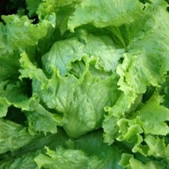 Lettuce Seeds - Iceberg -Eden Brothers Shop lettuce iceberg shk 3