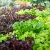 Lettuce Seeds - Leaf Blend