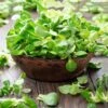 Gourmet Mache Corn Salad Seeds - Easy to Grow Lamb's Lettuce for Home Gardens
