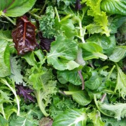 Gourmet Mesclun Mix Lettuce Seeds for Continuous Home Harvest