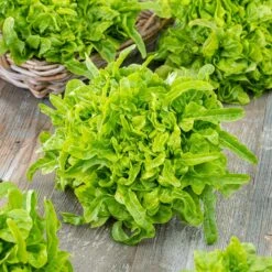 Premium Heirloom Oakleaf Lettuce Seeds for Cool Climate Gardens