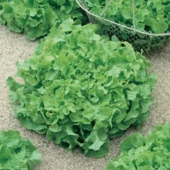 Lettuce Seeds (Organic) - Salad Bowl Green