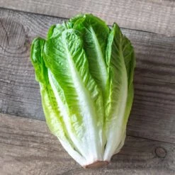 Lettuce Seeds - Paris White Cos