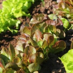 Rouge D'Hiver Heirloom Lettuce Seeds - Cold Hardy Red Winter Romaine