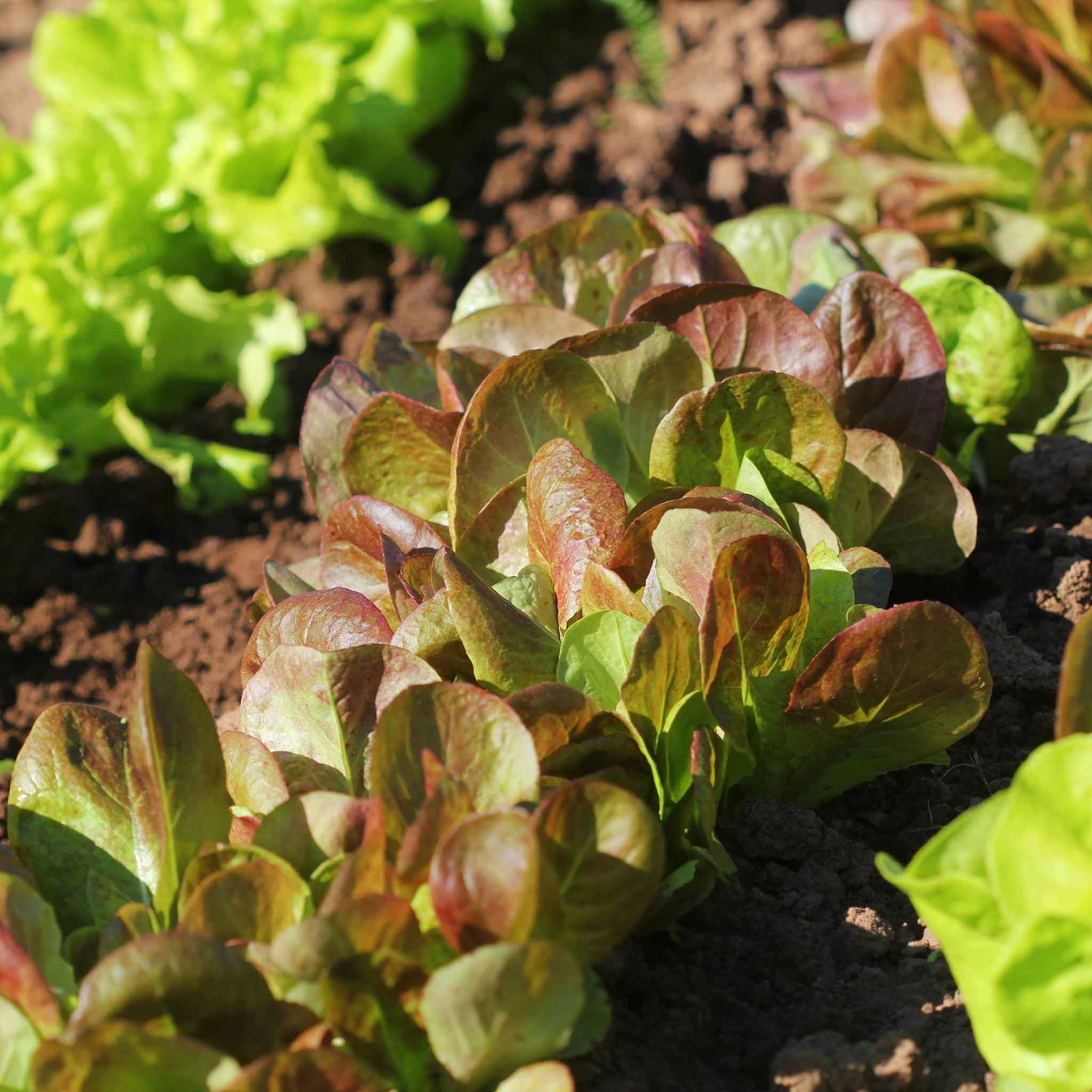 Rouge D'Hiver Heirloom Lettuce Seeds - Cold Hardy Red Winter Romaine 1 Rouge D'Hiver Heirloom Lettuce Seeds - Cold Hardy Red Winter Romaine