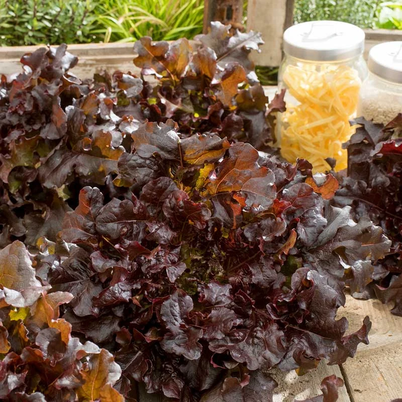 Red Salad Bowl Lettuce Seeds - Heirloom Vegetable Seeds for Home Gardens 1 Red Salad Bowl Lettuce Seeds - Heirloom Vegetable Seeds for Home Gardens