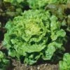 Tom Thumb Miniature Lettuce Seeds - Compact Heirloom Vegetable Seeds