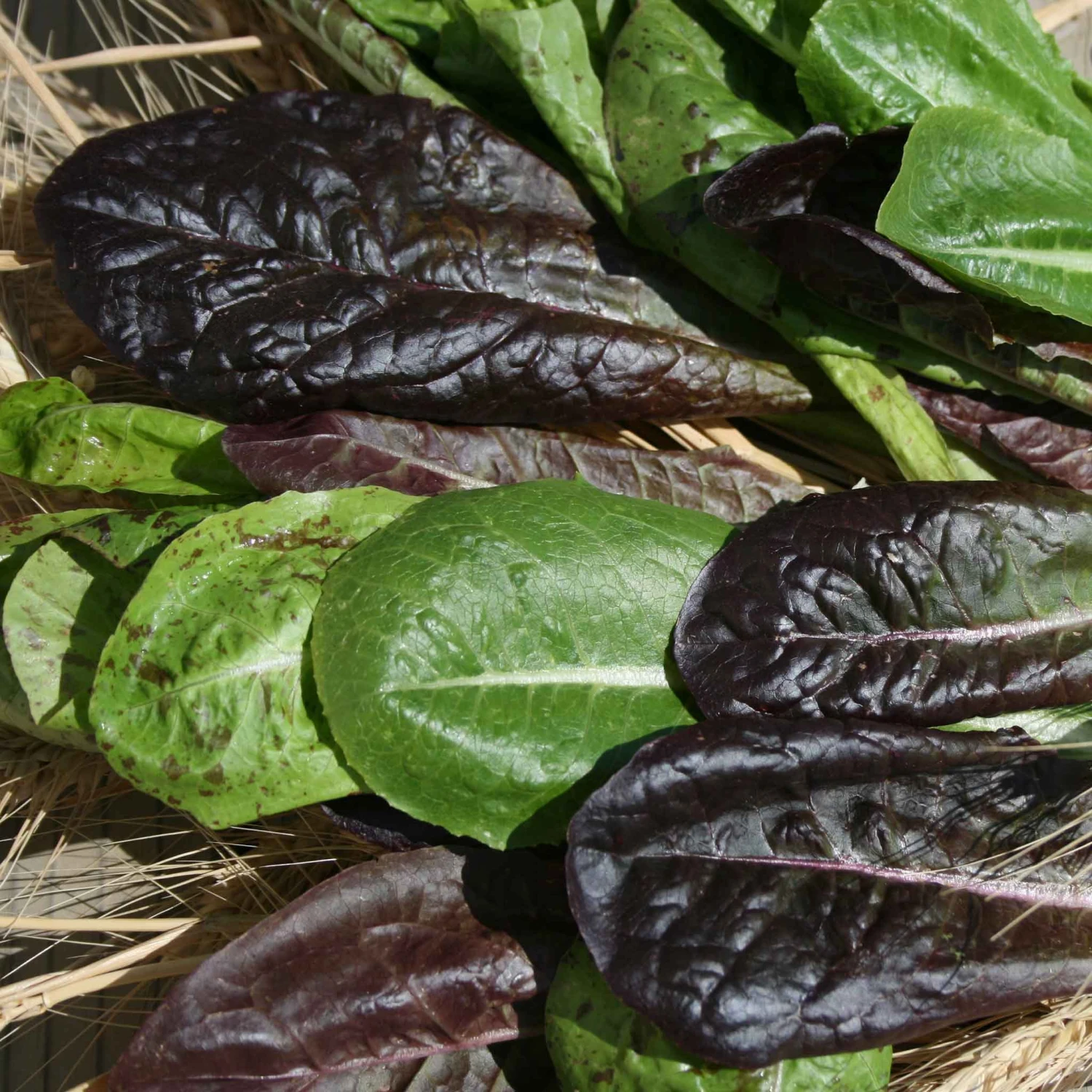 Tricolor Romaine Lettuce Seeds - Heirloom Garden Mix (Vivian, Silvia & Freckles) 2 Tricolor Romaine Lettuce Seeds - Heirloom Garden Mix (Vivian, Silvia & Freckles) - Image 2