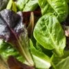 Tricolor Romaine Lettuce Seeds - Heirloom Garden Mix (Vivian, Silvia & Freckles)