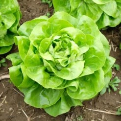 White Boston Heirloom Lettuce Seeds - Heat-Tolerant Butterhead