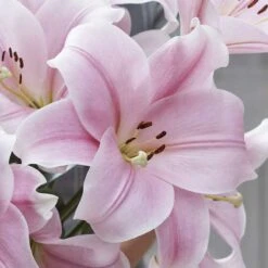 Fragrant Cali Lily Bulbs - Giant Pink Flowers for Garden Landscapes -Eden Brothers Shop lily cali rit 3