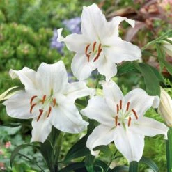 Oriental Lily Bulbs - Casablanca