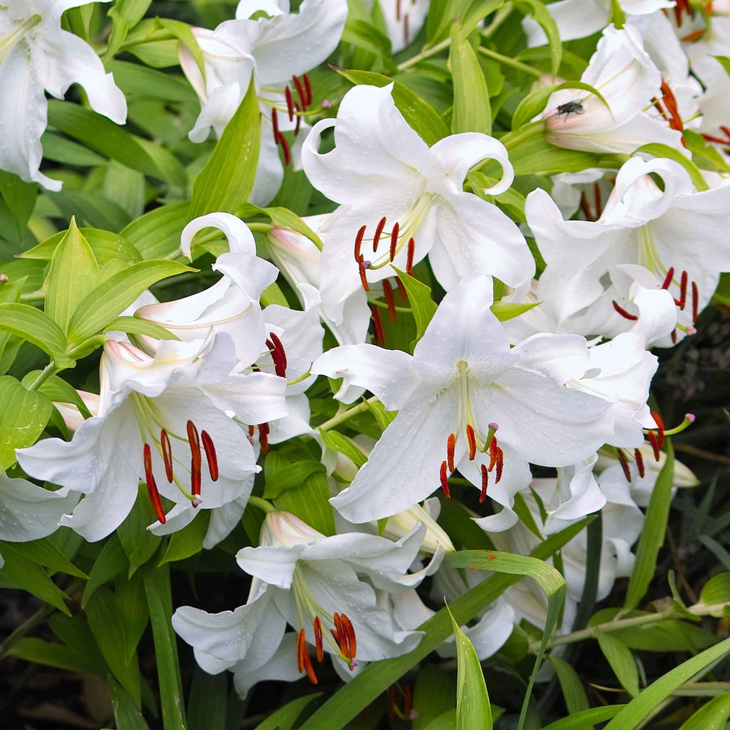 Oriental Lily Bulbs - Casablanca 2 Oriental Lily Bulbs - Casablanca - Image 2