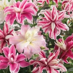 Double Oriental Lily Bulbs - Mix