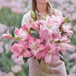 Fragrant Double Pink Lily Bulbs - Pollen-Free Multi-Petal Rose Lilies