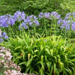 Vibrant Blue Lily of the Nile: Exotic Perennial for Stunning Garden Displays