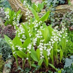 Lily Of The Valley Roots