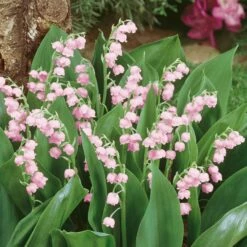 Lily Of The Valley Roots - Pink